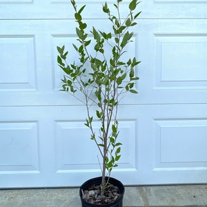 RIVER BIRCH TREE, Live Tree, Birch Tree, Fast Growing Tree, Grown In Trade Gallon Pots