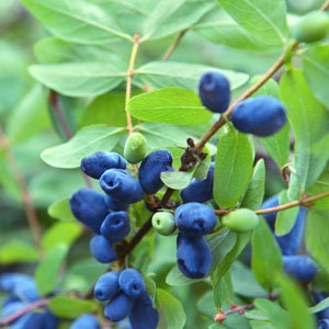 Indigo Treat HASKAP Honey Berry PLANT, Live Food Plants, Fast & Easy To Grow, Grow Your Own Honey Berries Food At Home