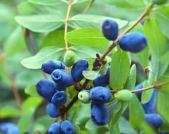 Indigo Treat HASKAP Honey Berry PLANT, Live Food Plants, Fast & Easy To Grow, Grow Your Own Honey Berries Food At Home