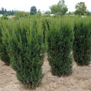 May include: A row of green evergreen shrubs planted in a field. The shrubs are all about the same height and have a similar shape.