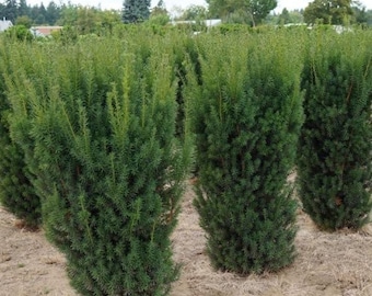 Healthy Live Yew 'Hicks' Plant - Grown in Trade Gallon Pot - Great Screening Privacy Plant