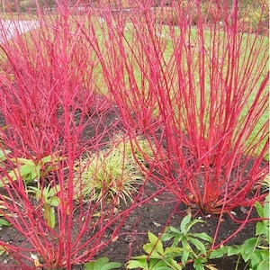 RED TWIG DOGWOOD, Live Shrub Tree, Native Red Osier Dogwood, Small Red Color Shrub, Grown In Trade Gallon Pot