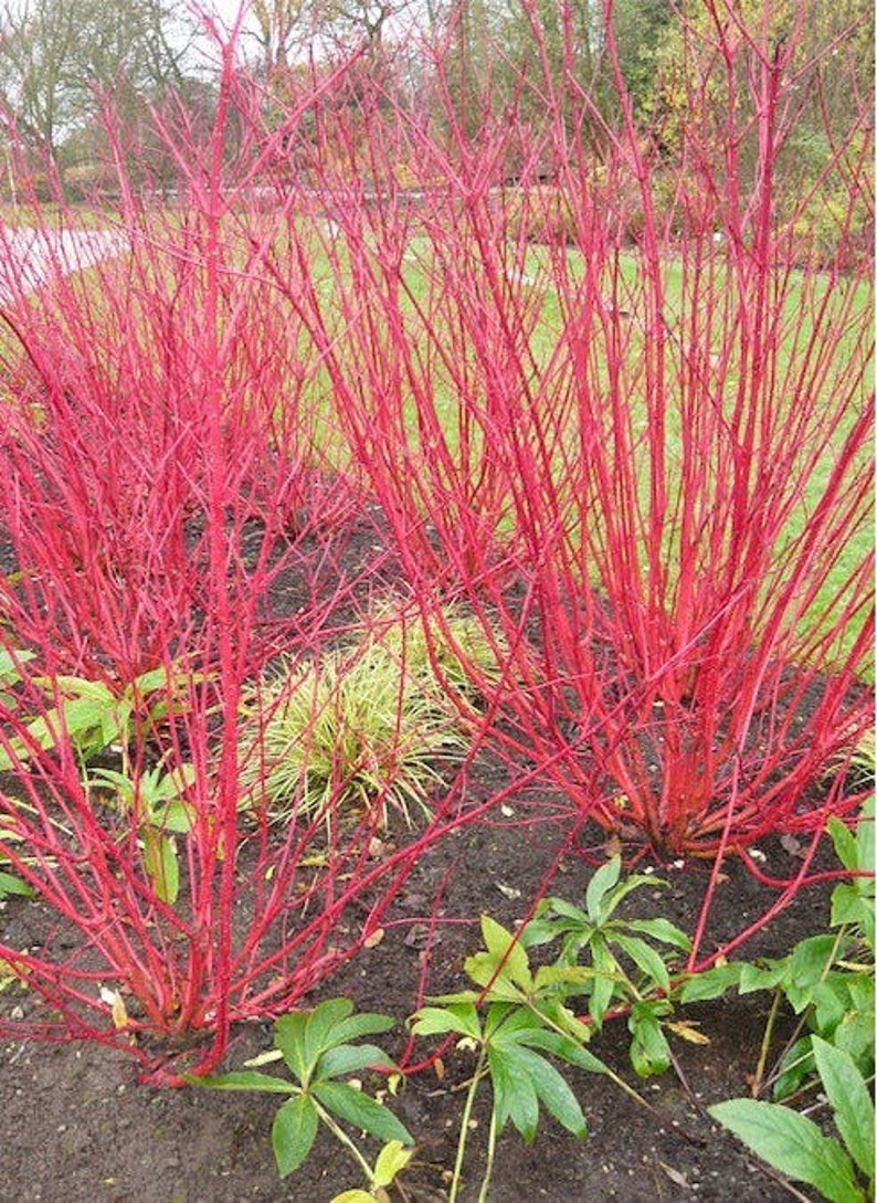 K&ouml;nnte beinhalten: Nahaufnahme eines roten Hartriegel-Busches mit leuchtend roten Zweigen. Der Busch befindet sich in einer Gartenumgebung mit gr&uuml;nen Bl&auml;ttern und braunem Boden.