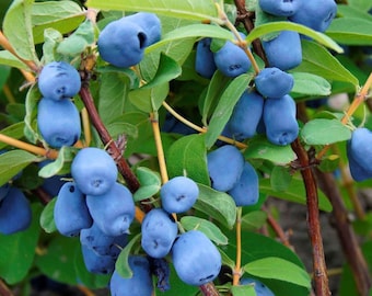 AURORA HASKAP Honey Berry PLANT, Live Food Plants, Fast & Easy To Grow, Grow Your Own Honey Berries Food At Home