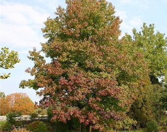 SWEET GUM Live TREE, Native Shade Tree, Beautiful Colors, American Sweet Gum Tree, Fast Growing Tree, Grown In Trade Gallon Pot