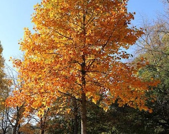 TULIP POPLAR LiveTREE, Beautiful Fall Colors, Yellow Fall Color, Native Large Shade Tree, Fast Growing Plants, Grown In Trade Gallon Pot