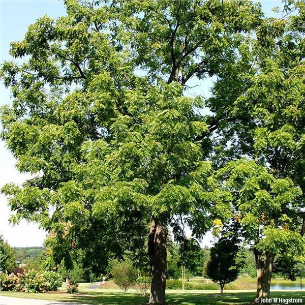 BLACK WALNUT TREE, Live Tree, Beautiful Tree, Shade Tree, Nut Tree, Valuable Lumber Tree, Grown In Trade Gallon Pot
