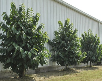 PAWPAW TREE, Live Tree, America's Forgotten Fruit, Tropical Look, Small Food Tree, Trade Gallon Pot, Indian Banana Tree