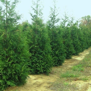 GREEN GIANT ARBORVITAE 2 to 3&#39; Tall! Cold Hardy Fast Growing Evergreen Shrub, Large Green Hedge Screen For Privacy