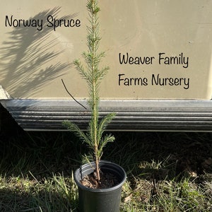 NORWAY SPRUCE Live TREE, Easy To Grow Large Evergreen Tree, Fastest Growing Spruce