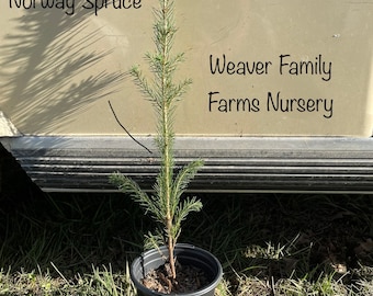 NORWAY SPRUCE Live TREE, Easy To Grow Large Evergreen Tree, Fastest Growing Spruce