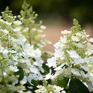 Live Hydrangea Plant “Tardiva” Panicle Hydrangea | Live Plant That Blooms Beautiful Flowers | Easy To Grow | Fast Growing Shrubs