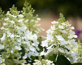 Live Hydrangea Plant “Tardiva” Panicle Hydrangea | Live Plant That Blooms Beautiful Flowers | Easy To Grow | Fast Growing Shrubs