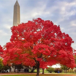 RED MAPLE TREE, Beautiful Live Shade Tree, Lovely Red Fall Colors, Medium Size Tree, Native Tree Grown In Trade Gallon Pot, Fast Growing