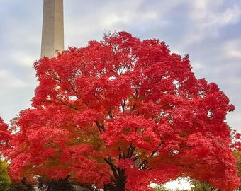 Live Red Maple Tree, Brilliant Fall Colors, Fast Growing