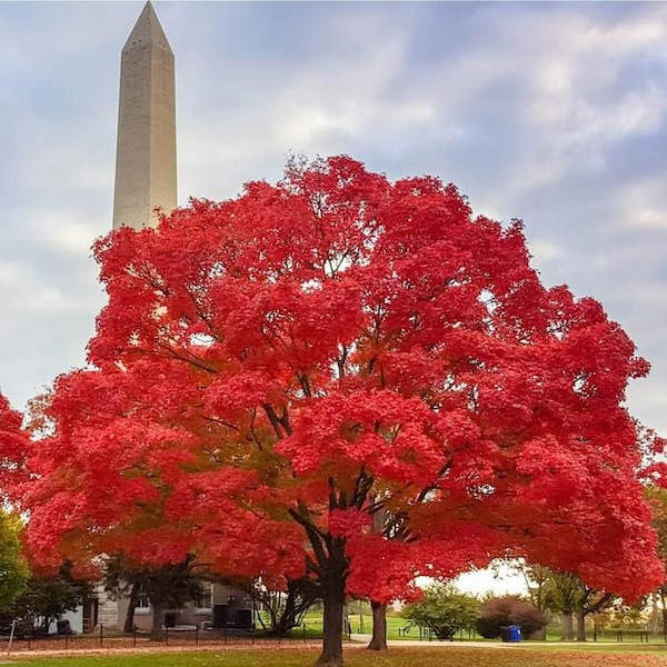 RED MAPLE TREE, Beautiful Live Shade Tree, Lovely Red Fall Colors, Medium Size Tree, Native Tree Grown In Trade Gallon Pot, Fast Growing