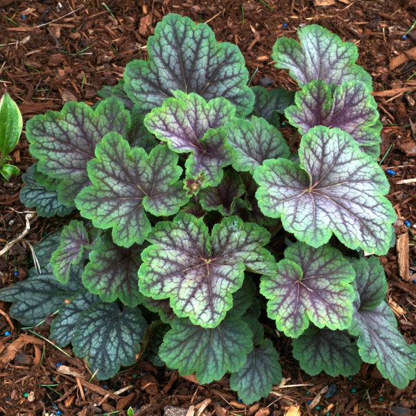 Green Spice Coral Bells, Heuchera Easy To Grow Plant, Shade Loving Perennial, Small Plant For Small Spaces