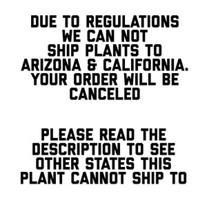 May include: White background with black text. The text reads: "DUE TO REGULATIONS WE CAN NOT SHIP PLANTS TO ARIZONA & CALIFORNIA. YOUR ORDER WILL BE CANCELED. PLEASE READ THE DESCRIPTION TO SEE OTHER STATES THIS PLANT CANNOT SHIP TO."