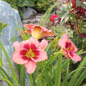 Daylily &quot;Strawberry Candy&quot; Live Plant That Blooms Pink Flowers | Easy To Grow | Fast Growing Perennials