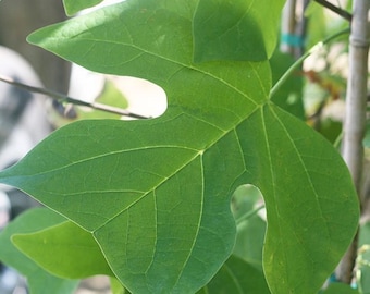 TULIP POPLAR Live TREE, Tulip Tree, Fast Growing Tree To Buy, Large Shade Tree For Sale, Super Easy To Grow For Beginners