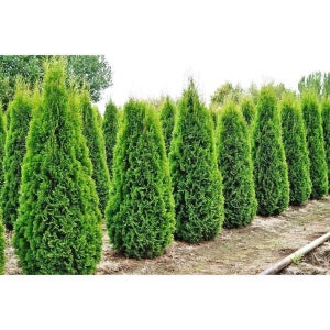 May include: A row of green evergreen trees planted in a line. The trees are all the same size and shape, and they are growing in a field of brown dirt.