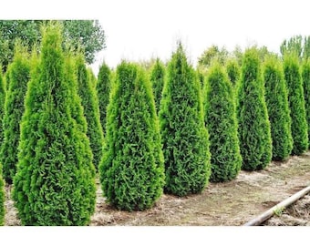 EMERALD GREEN ARBORVITAE, Cold Hardy, Evergreen Shrub, Hedge Screen, Grown In 6” Pot