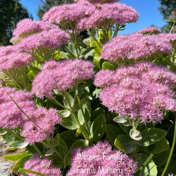 Autumn Joy SEDUM STONECROP, Live Pink Beautiful Succulent Plant, Cold Hardy Flowering, Butterfly Attractor, Fast Growing, Grown In 6” Pot