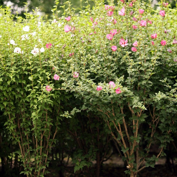 ROSE OF SHARON Althea Shrub, Hedge Screen Plants, Beautiful Flowering Shrub, Fast Growing Plants, Grown In Trade Gallon Pot