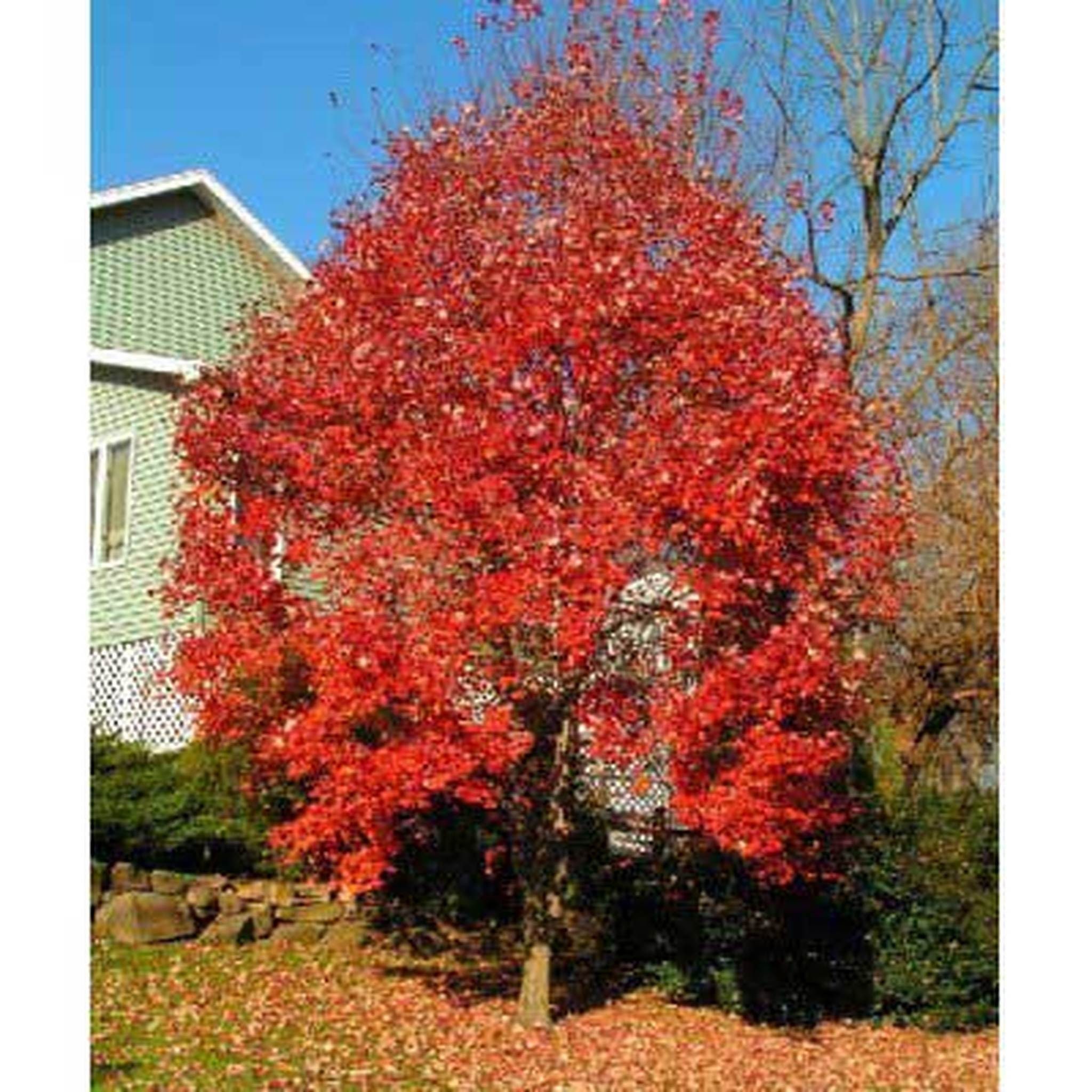 RED MAPLE TREE, Beautiful Live Shade Tree, Lovely Red Fall Colors ...