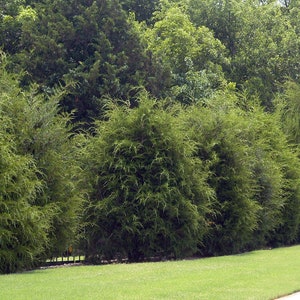 EASTERN RED CEDAR Live Tree,Privacy Trees, Fast Growing Tree, Live Tree, Evergreen Wind Block Tree Grown In Trade Gallon Pot