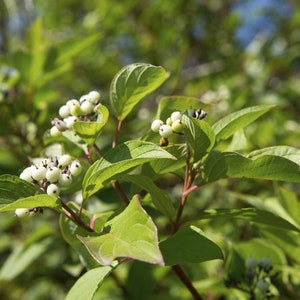 K&ouml;nnte beinhalten: Nahaufnahme eines gr&uuml;nen Busches mit wei&szlig;en Beeren. Die Beeren sind an den Zweigen des Busches zu einem B&uuml;schel zusammengefasst.