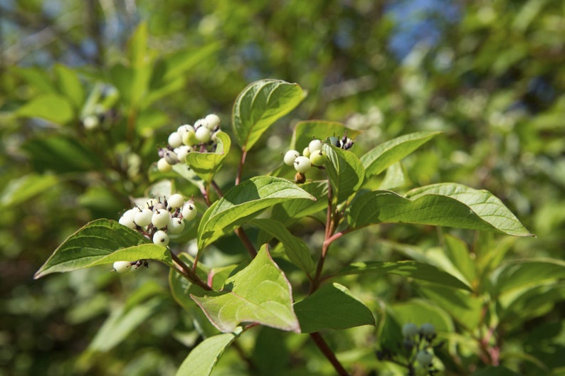 K&ouml;nnte beinhalten: Nahaufnahme eines gr&uuml;nen Busches mit wei&szlig;en Beeren. Die Beeren sind an den Zweigen des Busches zu einem B&uuml;schel zusammengefasst.