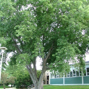 May include: A large green tree with a thick trunk and many branches. The tree is in front of a building with windows. The ground is covered in green grass.