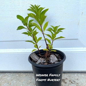 Hydrangea “Tardiva” Panicle | Live Plant That Blooms Beautiful Flowers | Easy To Grow | Fast Growing Shrubs
