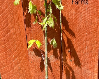 RED OAK TREE, Live Native Tree, Strong Hardwood Oak, Long Lifespan Tree, Grown In Trade Gallon Pot