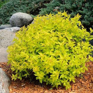 GOLD MOUND SPIREA, Bright Gold Small Shrub, Live Plant Spiraea Japonica, Easy To Grow Meadowsweets, Pink Blooming Flowers
