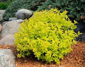 Gold Mound Spirea Shrub, Bright Yellow Foliage, Pink Flowers, Live Plant