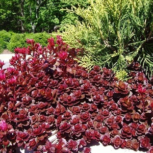 Dragons Blood Sedum Stonecrop, Evergreen Ground Cover Plant, Hardy Red Creeping Succulent, Easy To Grow Sedum Plants, Drought Tolerant Plant