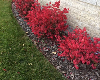 Dwarf BURNING BUSH, Large Bush, Live Bush Plant Red Fire Fall Color, Very Easy To Grow, Grown In 6” Pot