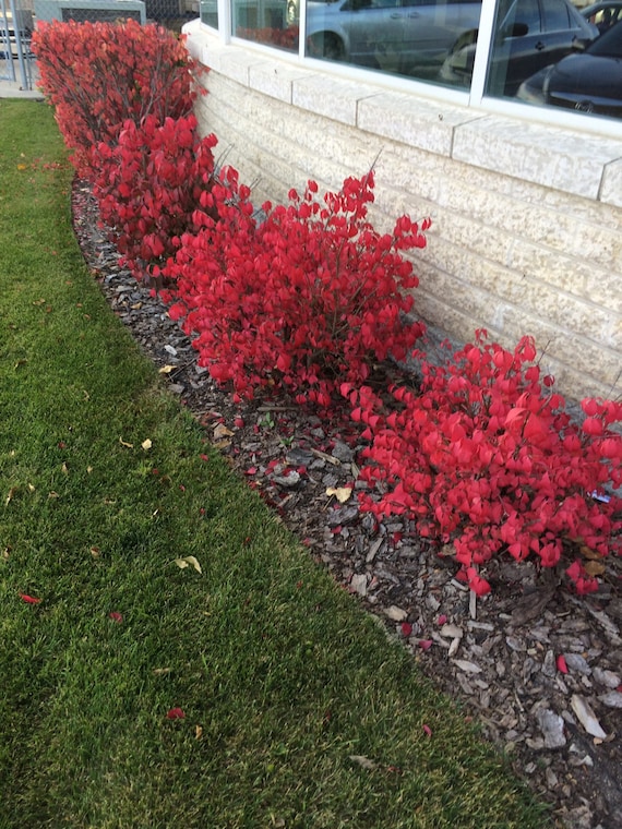 Dwarf BURNING BUSH Large Bush Live Bush Plant Red Fire Fall Etsy