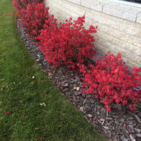 Dwarf BURNING BUSH, Large Bush, Live Bush Plant Red Fire Fall Color, Very Easy To Grow, Grown In 6” Pot