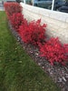 Dwarf BURNING BUSH, Large Bush, Live Bush Plant Red Fire Fall Color, Very Easy To Grow, Grown In 6” Pot 