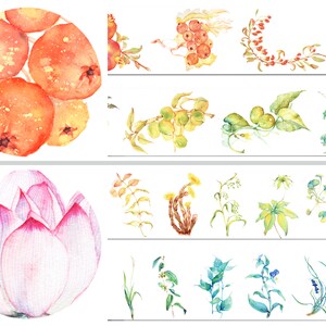 30 mm de ancho / Nanonsense - Hierbas de frutas de acuarela / Hierbas florecientes / Plantas de hierbas / Especímenes de plantas / Cinta de enmascaramiento Washi de herbario