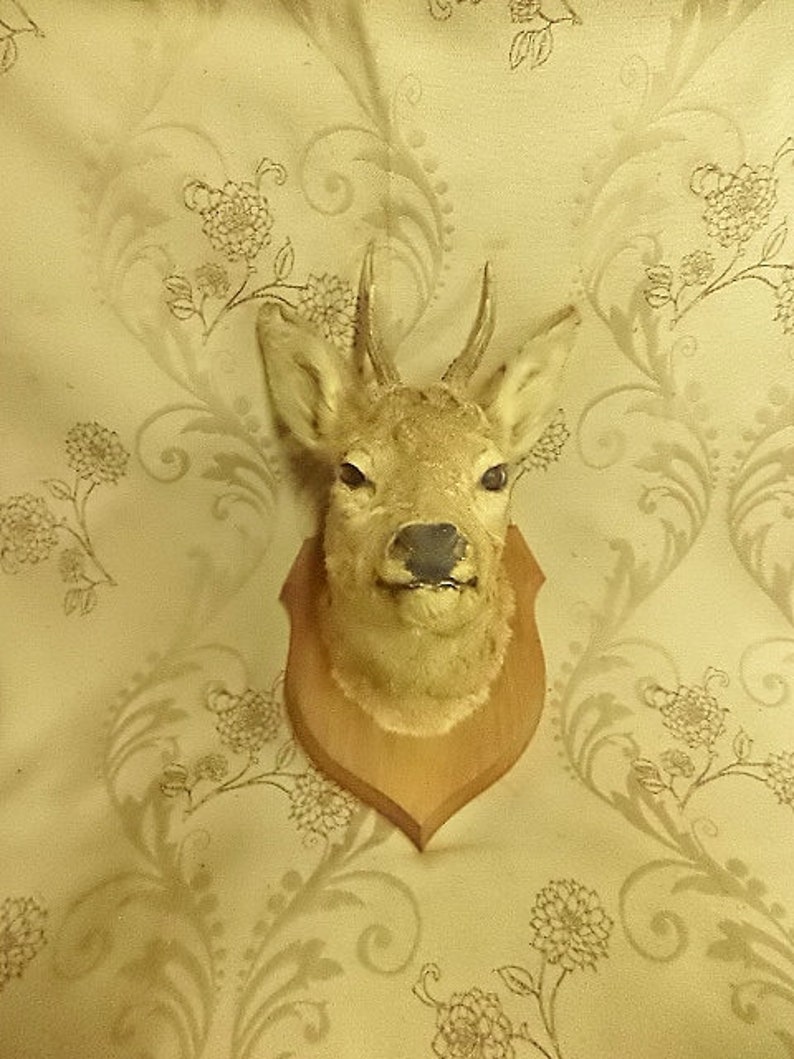 stuffed deer head