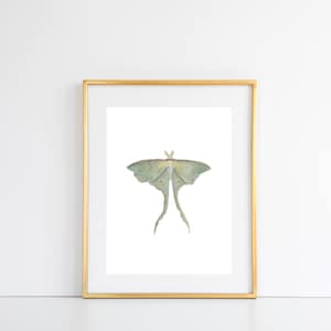 Luna Moth Watercolor Print