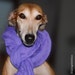 GalgoCotillaCollars store logo
