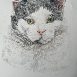 Pet, wildlife and human portraits ( made to order)