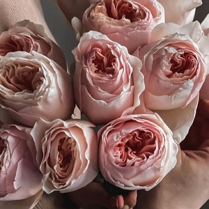 Puede incluir: Un ramo de rosas de color rosa claro con pétalos densos. Las rosas tienen un aspecto suave y delicado, con un degradado de color desde los pétalos exteriores hasta los tonos más profundos y ricos del centro. Las flores se sostienen juntas.