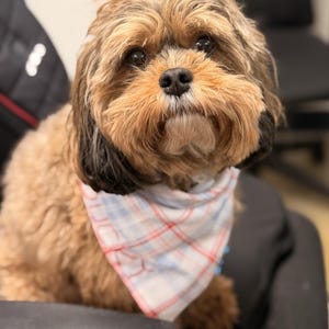 May include: A small dog with brown and black fur, wearing a plaid bandana with red and blue accents. The dog is looking directly at the camera. The background is blurred, with a black chair visible.