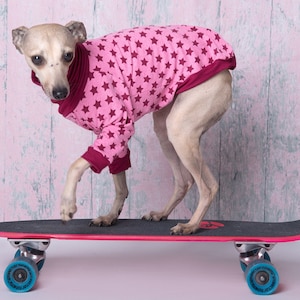 Peut inclure: Un petit chien brun clair portant un pull rose et bordeaux avec des étoiles blanches est debout sur une planche à roulettes noire avec des roues bleues. Le chien regarde la caméra.